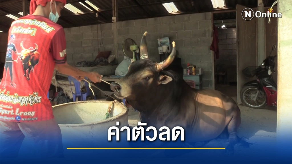 พิษโควิดธุรกิจวัวชนกระทบขายวัวทิ้งแถมราคาตก