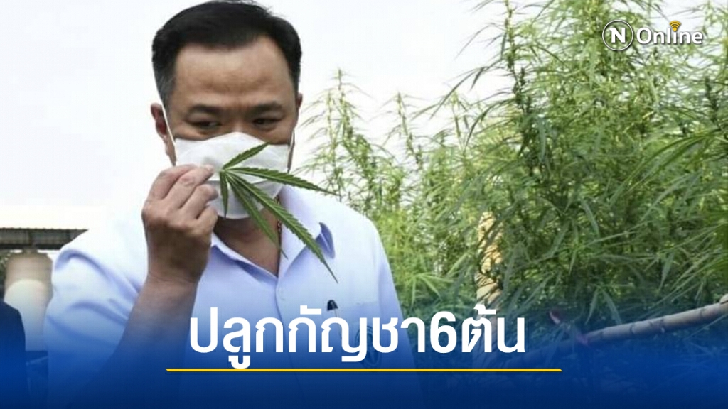 ปลูกกัญชาบ้านละ 6 ต้น "อนุทิน" ถือฤกษ์มอบต้นกล้า 11 ก.พ. ปลูกกัญชาบ้านละ 6 ต้น "อนุทิน" ถือฤกษ์มอบต้นกล้า 11 ก.พ.