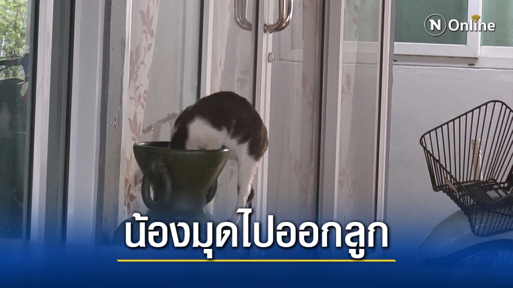 สุดแปลก!วงจรปิดจับภาพแมวจรจัดแอบมุดแจกันออกลูก4ตัว