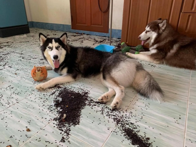 สาวรีวิวเลี้ยงไซบีเรียน สุดฮา! โปรดอ่านให้ละเอียดที่สุดก่อนตัดสินใจเลี้ยง