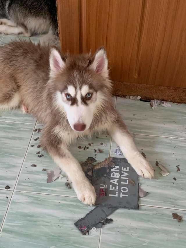 สาวรีวิวเลี้ยงไซบีเรียน สุดฮา! โปรดอ่านให้ละเอียดที่สุดก่อนตัดสินใจเลี้ยง