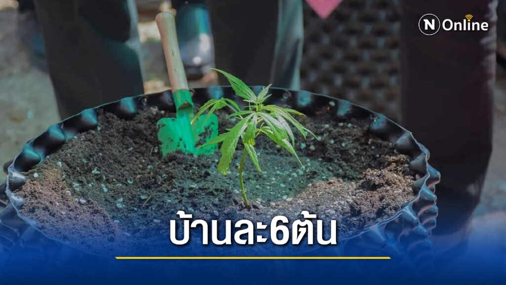 "อนุทิน" เปิดโมเดลปลูกกัญชาบ้านละ 6 ต้น "อนุทิน" เปิดโมเดลปลูกกัญชาบ้านละ 6 ต้น