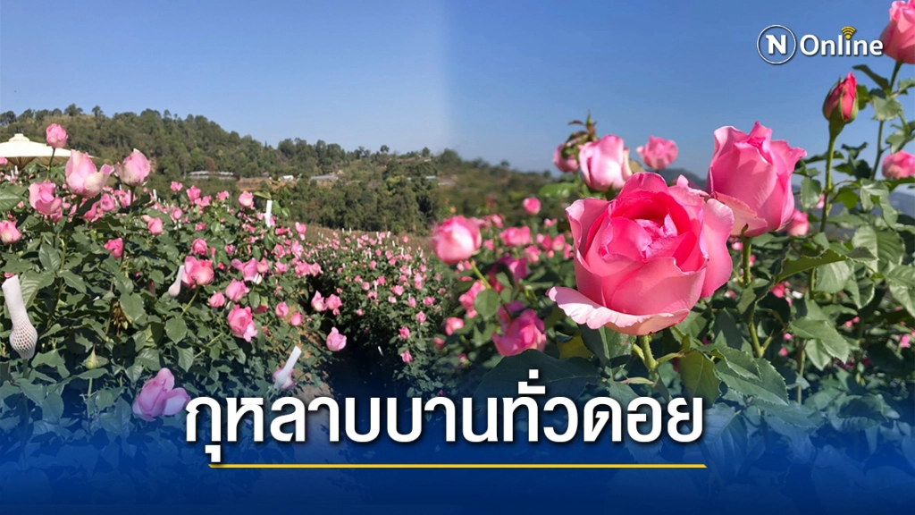 เชียงใหม่ชวนเที่ยวสวนกุหลาบรับวาเลนไทน์