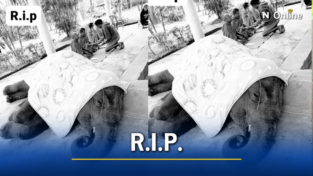 ช้างน้อยแสนรู้เจอพิษโควิดล้มป่วยตาย ช้างน้อยแสนรู้เจอพิษโควิดล้มป่วยตาย