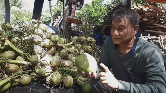รับอานิสงส์ "ดื่มแล้วฟิต"ยอดขายมะพร้าวเผาพุ่ง