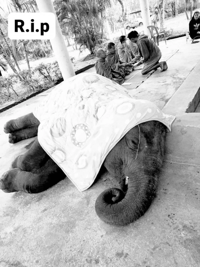 ช้างน้อยแสนรู้เจอพิษโควิดล้มป่วยตาย