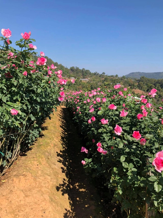 เชียงใหม่ชวนเที่ยวสวนกุหลาบรับวาเลนไทน์