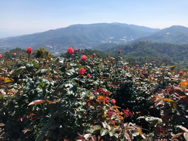 เชียงใหม่ชวนเที่ยวสวนกุหลาบรับวาเลนไทน์