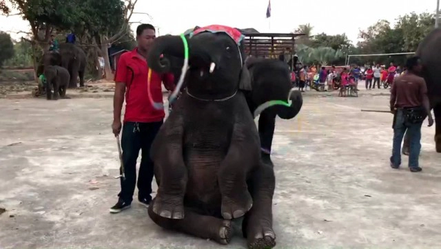 ช้างน้อยแสนรู้เจอพิษโควิดล้มป่วยตาย