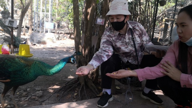 สวนสัตว์ขอนแก่นจัดเที่ยววันตรุษจีนมอบอั่งเปาอาหารพิเศษให้น้อง