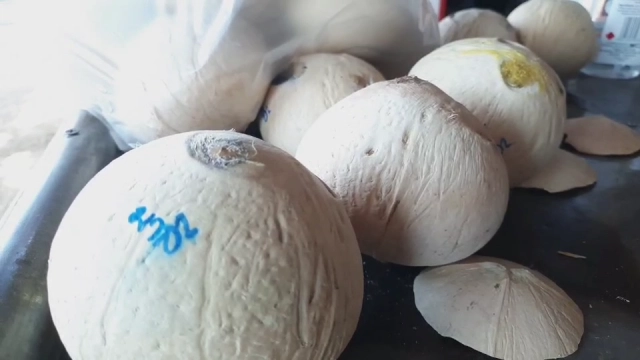 รับอานิสงส์ "ดื่มแล้วฟิต"ยอดขายมะพร้าวเผาพุ่ง