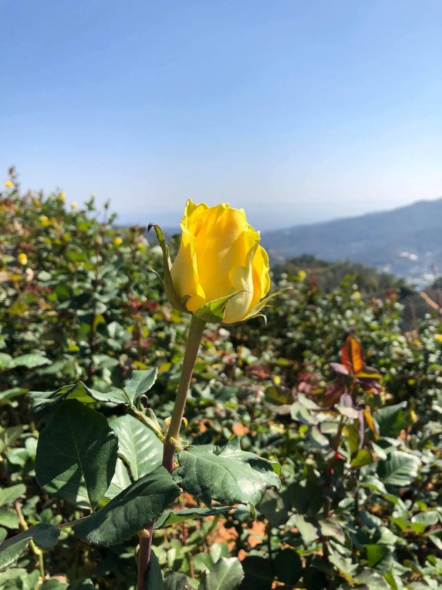 เชียงใหม่ชวนเที่ยวสวนกุหลาบรับวาเลนไทน์