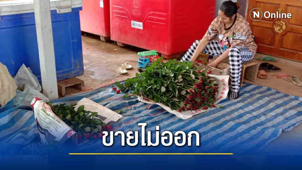 โควิดพ่นพิษยอดผลิตและจำหน่ายกุหลาบตัดดอกวาเลนไทน์ทรุด โควิดพ่นพิษยอดผลิตและจำหน่ายกุหลาบตัดดอกวาเลนไทน์ทรุด