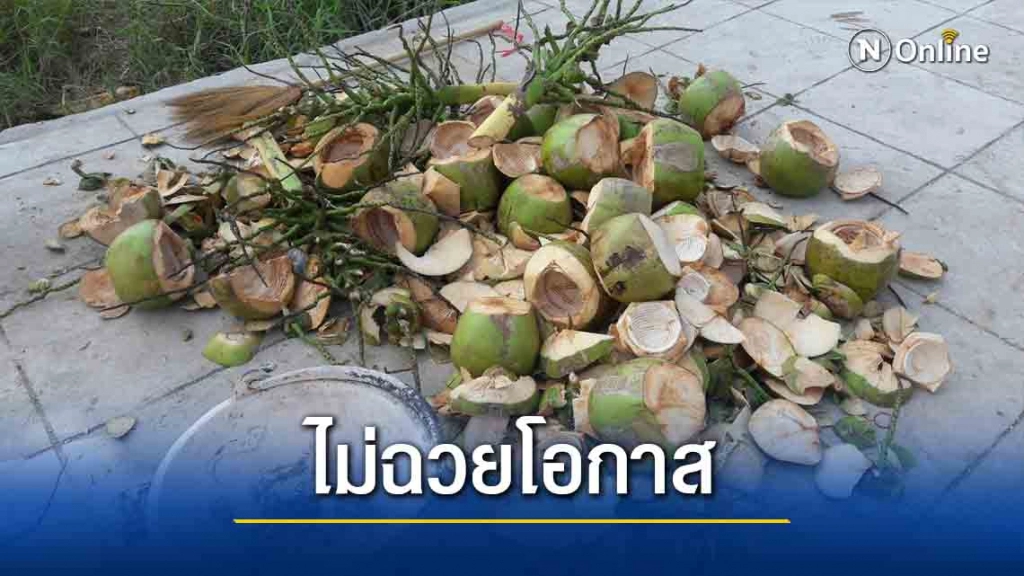 ยืนราคาเดียว!แม่ค้ามะพร้าวโคราช ขายมะพร้าวราคาถูก ทุกลูก 20 บาท