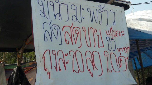 ยืนราคาเดียว!แม่ค้ามะพร้าวโคราช ขายมะพร้าวราคาถูก ทุกลูก 20 บาท