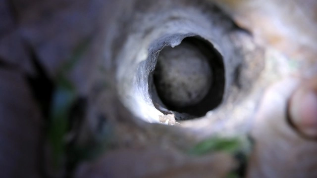 ตื่นตาตื่นใจ พญาบึ้งแม่ลูกอ่อนให้เลขเด็ดงวดนี้