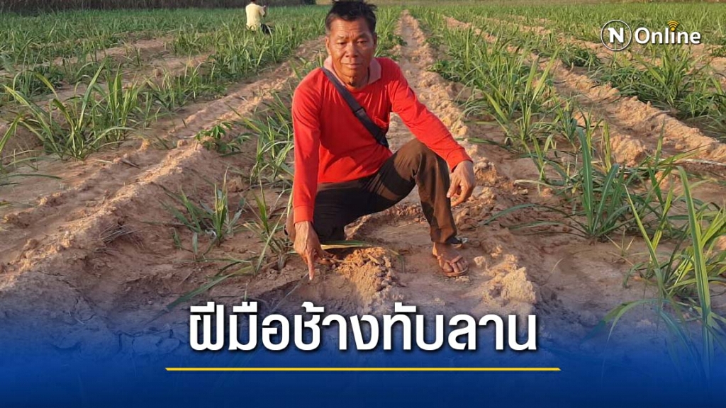 ช้างป่าบุกทำลายพืชสวนชาวเสิงสางยับเยิน ช้างป่าบุกทำลายพืชสวนชาวเสิงสางยับเยิน