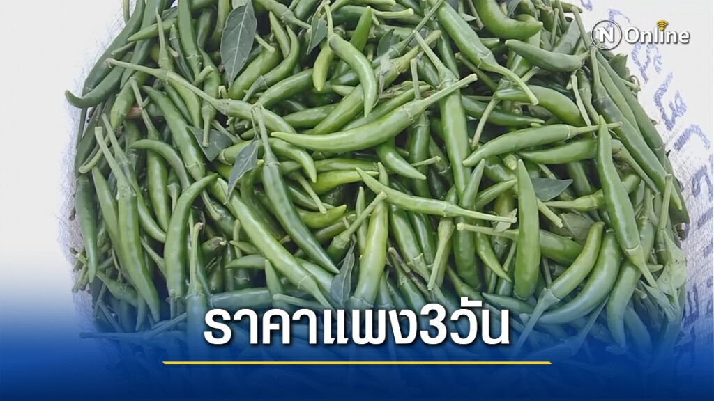 เกษตรกร โอด พริกราคาร่วงติดดิน เกษตรกร โอด พริกราคาร่วงติดดิน