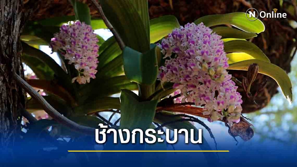 ชวนเที่ยวชมกล้วยไม้ช้างกระบานสะพรั่งส่งกลิ่นหอม อันซีนอีสาน ชวนเที่ยวชมกล้วยไม้ช้างกระบานสะพรั่งส่งกลิ่นหอม อันซีนอีสาน