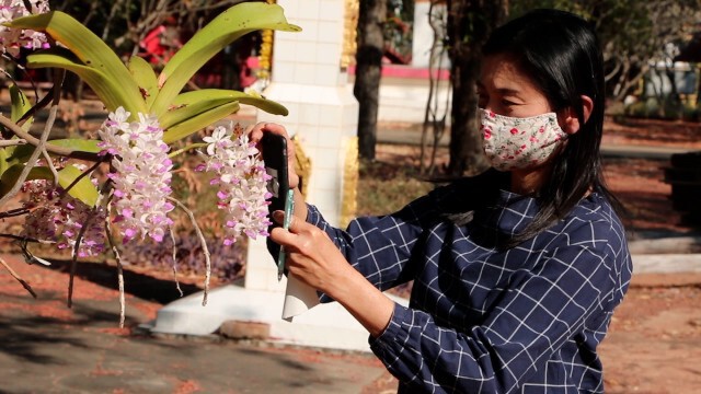 ชวนเที่ยวชมกล้วยไม้ช้างกระบานสะพรั่งส่งกลิ่นหอม อันซีนอีสาน