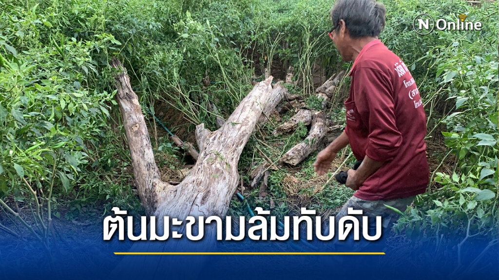 ต้นมะขามยืนต้นตายมา 10 ปีล้มฟาดทับคุณยายดับขณะรดน้ำต้นพริก