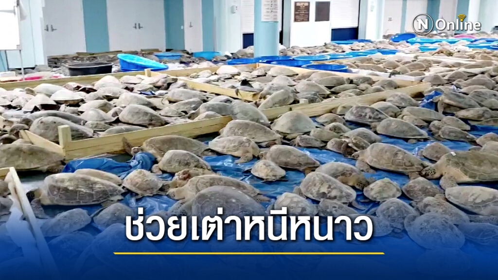 เท็กซัสหนาวจัด เร่งช่วยชีวิตเต่าทะเลหลายพัน เท็กซัสหนาวจัด เร่งช่วยชีวิตเต่าทะเลหลายพัน