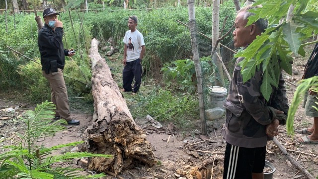 ต้นมะขามยืนต้นตายมา 10 ปีล้มฟาดทับคุณยายดับขณะรดน้ำต้นพริก