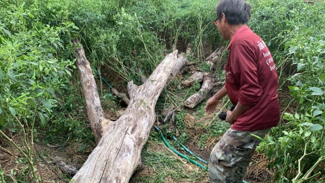 ต้นมะขามยืนต้นตายมา 10 ปีล้มฟาดทับคุณยายดับขณะรดน้ำต้นพริก