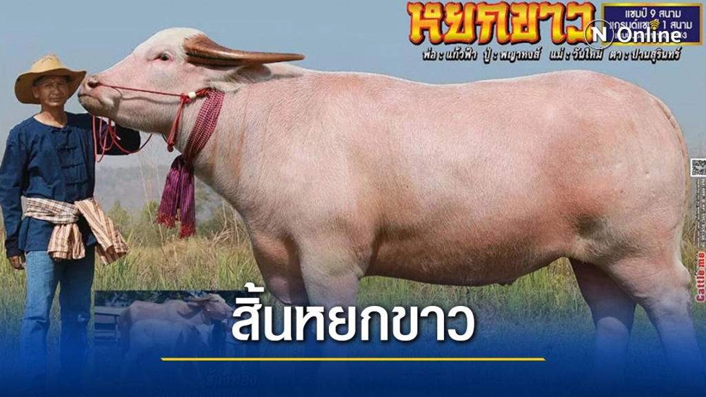 นายฮ้อยเศร้า หยกขาวควายเผือกยักษ์ชื่อดัง ตายกะทันหัน