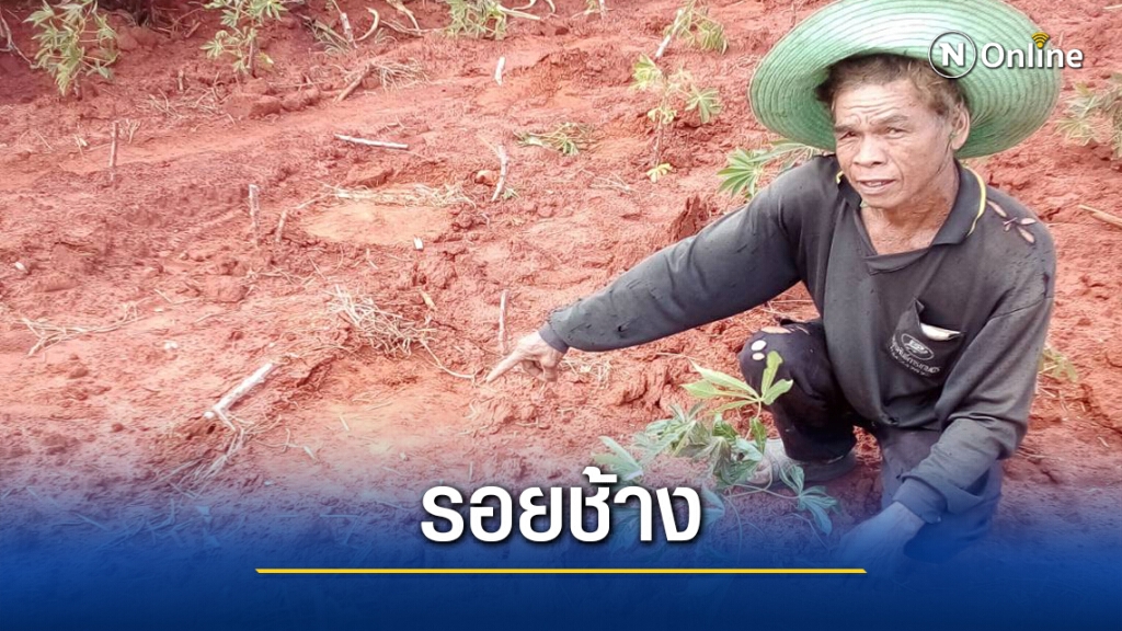 เปิดฉากจุดประทัดผลักดันช้างป่า เปิดฉากจุดประทัดผลักดันช้างป่า