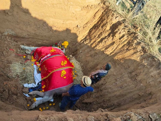 นายฮ้อยเศร้า หยกขาวควายเผือกยักษ์ชื่อดัง ตายกะทันหัน