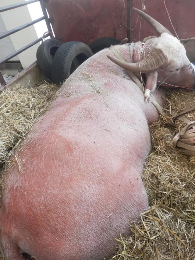 นายฮ้อยเศร้า หยกขาวควายเผือกยักษ์ชื่อดัง ตายกะทันหัน