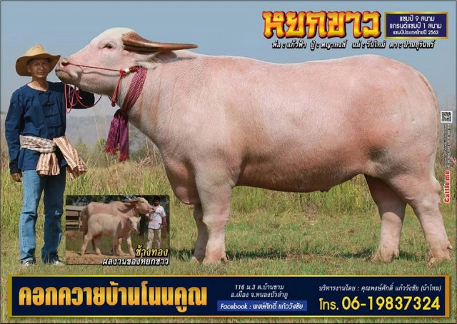 นายฮ้อยเศร้า หยกขาวควายเผือกยักษ์ชื่อดัง ตายกะทันหัน