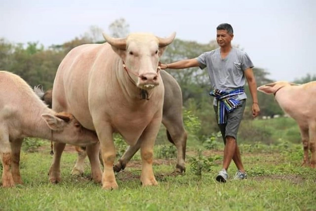 นายฮ้อยเศร้า หยกขาวควายเผือกยักษ์ชื่อดัง ตายกะทันหัน