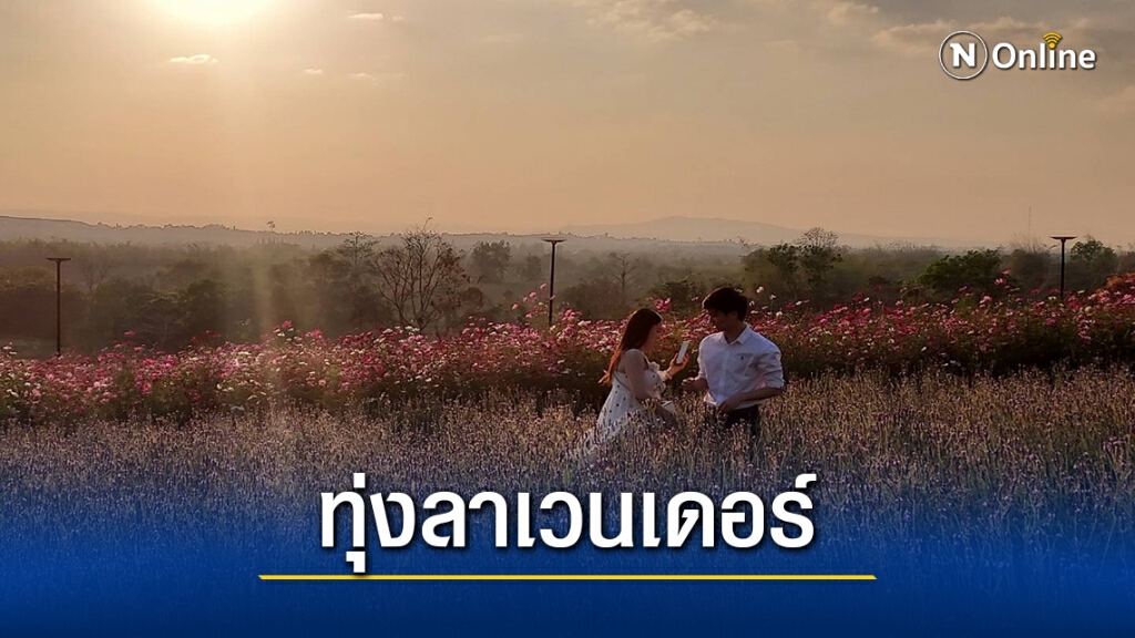 นทท.แห่เที่ยวชมทุ่งลาเวนเดอร์วังน้ำเขียวในวันหยุดคึกคัก
