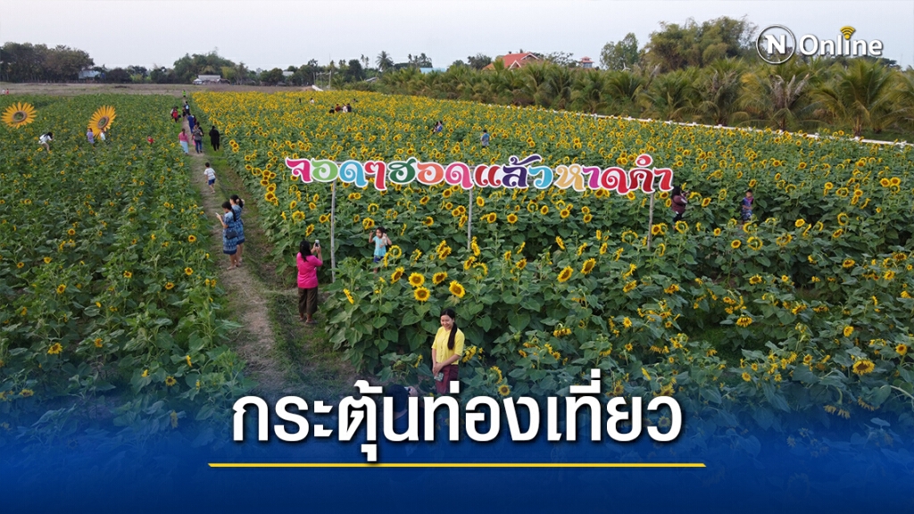 เปิดทุ่งทานตะวันแหล่งท่องเที่ยวกระตุ้นเศรษฐกิจชุมชน เปิดทุ่งทานตะวันแหล่งท่องเที่ยวกระตุ้นเศรษฐกิจชุมชน