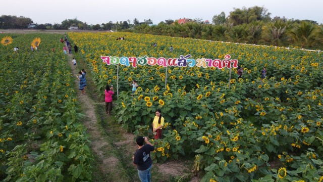 เปิดทุ่งทานตะวันแหล่งท่องเที่ยวกระตุ้นเศรษฐกิจชุมชน