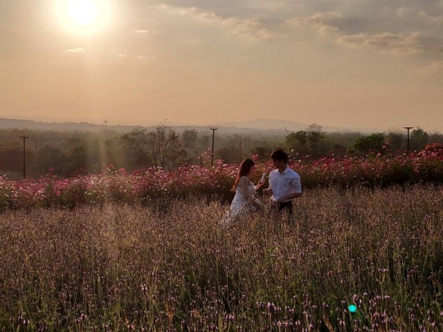นทท.แห่เที่ยวชมทุ่งลาเวนเดอร์วังน้ำเขียวในวันหยุดคึกคัก