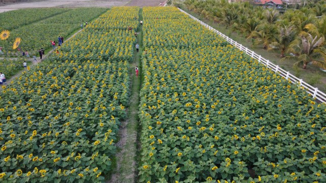 เปิดทุ่งทานตะวันแหล่งท่องเที่ยวกระตุ้นเศรษฐกิจชุมชน