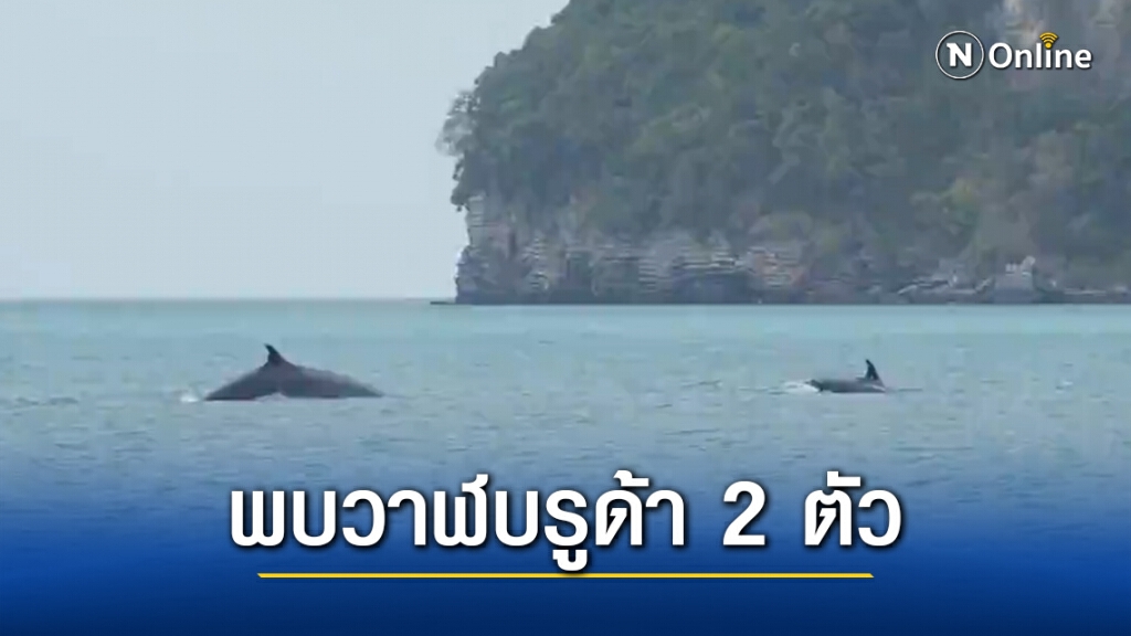 สมุยฮือฮา พบวาฬบรูด้า 2 ตัว ว่ายน้ำหาอาหารใกล้อุทยานแห่งชาติหมู่เกาะอ่างทอง