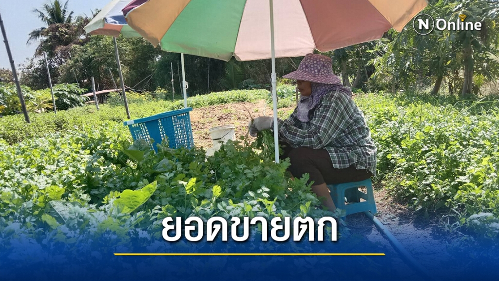 ยอดขายผักลดฮวบ ปชช.แห่ซื้อร้านร่วมโครงการเราชนะ ยอดขายผักลดฮวบ ปชช.แห่ซื้อร้านร่วมโครงการเราชนะ