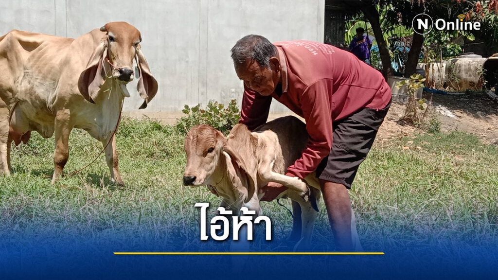 ฮือฮา!แม่วัวออกลูก 5 ขา ชาวบ้านเชื่อเป็นลูกวัวนำโชค