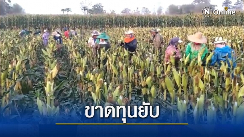 ชาวไร่ข้าวโพดระทม-ไม่มีบริษัทรับซื้อผลผลิต ชาวไร่ข้าวโพดระทม-ไม่มีบริษัทรับซื้อผลผลิต