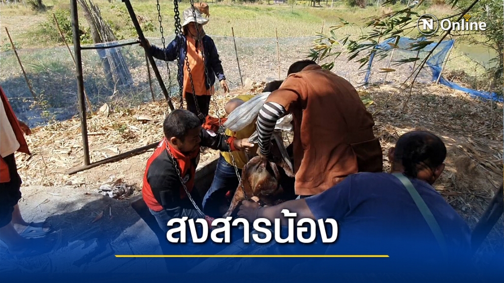ระทึก!ลูกวัวตกท่อ กู้ภัยเร่งช่วยเหลือใช้เวลากว่าชั่วโมง