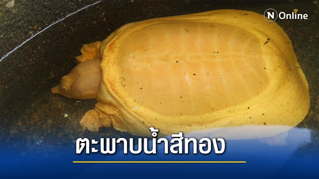 ฮือฮา พบตะพาบน้ำสีทอง ชาวบ้านเชื่อนำโชคมาให้