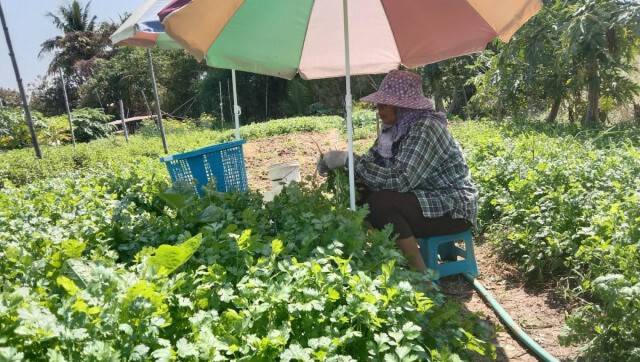 ยอดขายผักลดฮวบ ปชช.แห่ซื้อร้านร่วมโครงการเราชนะ