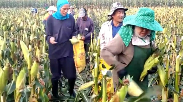 ชาวไร่ข้าวโพดระทม-ไม่มีบริษัทรับซื้อผลผลิต