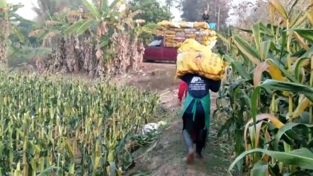 ชาวไร่ข้าวโพดระทม-ไม่มีบริษัทรับซื้อผลผลิต