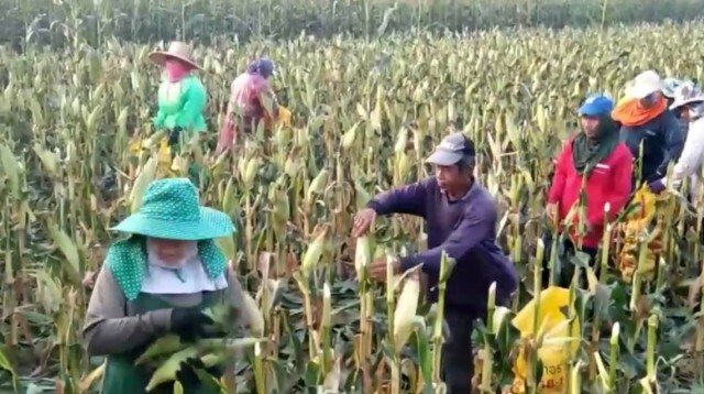 ชาวไร่ข้าวโพดระทม-ไม่มีบริษัทรับซื้อผลผลิต