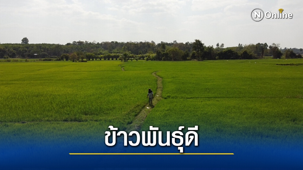 เกษตรกรร่วมวิจัยข้าวเหนียวหอมนาคากับไบโอเทค